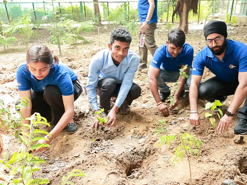 Tree Plantation Drives